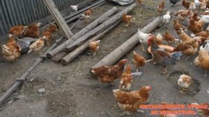 Кормление кур: как, чем, сколько. "Мое Подворье"