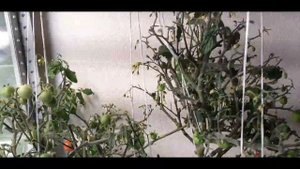 Домашняя ферма по выращиванию овощей, ягод и зелени на гидропонике