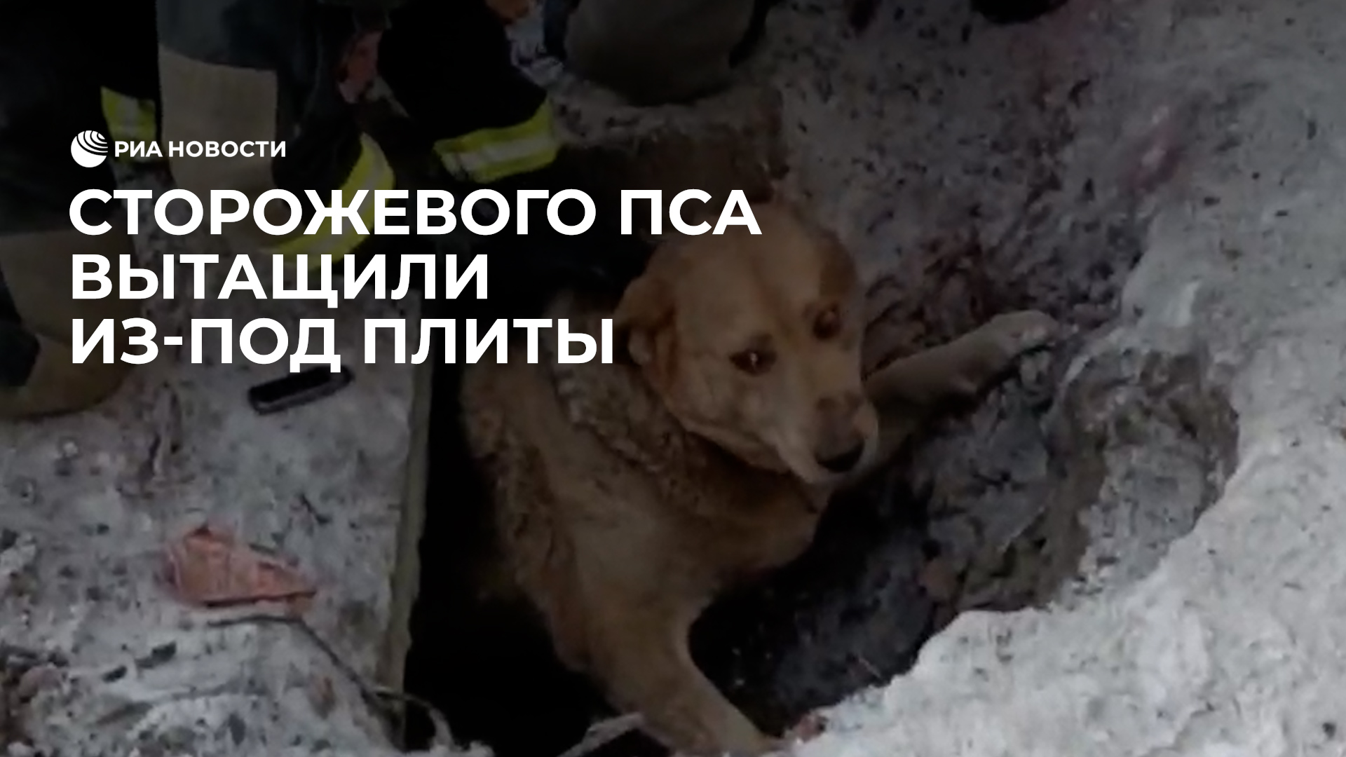Сторожевого пса вытащили из-под плиты