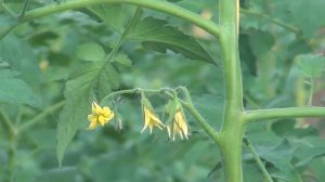 Опыление цветков томата в теплице