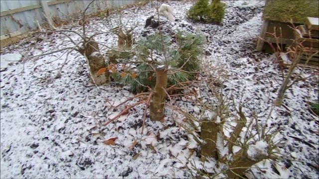 Зимовка бонсай- варианты зима 2020 улица часть 2 Wintering bonsai- options winter 2020 street part 2