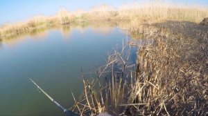 РЫБАЛКА НА ВОЛГЕ. КРАСНОПЁРКА НА СПИННИНГ! ВОЛГОГРАДСКОЕ ВОДОХРАНИЛИЩЕ.