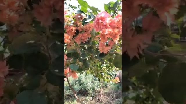 Bougainvillea glabra flower plant