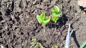 Самая первая обработка клубники весной. Уход, подкормка и обработка клубники от вредителей.