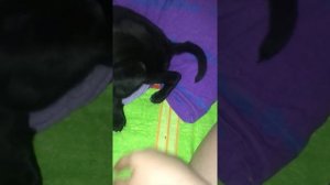 Как отучить кусаться лабрадору? Лабрадор чёрный 2 месяца