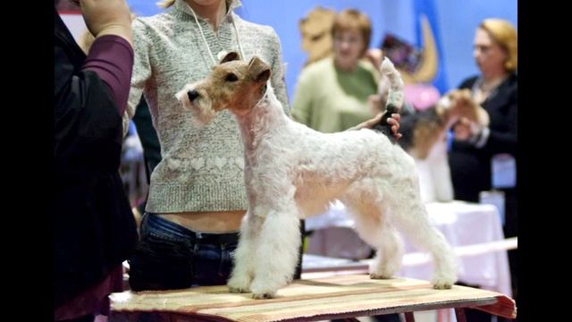 Фокстерьер жесткошерстный Характеристика Описание смотреть онлайн