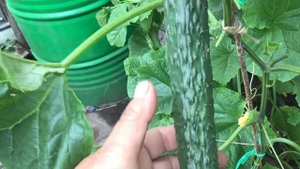 Лучшие сорта огурцов. Огурец Изумрудный поток я оценила на 5! Ольга Чернова.