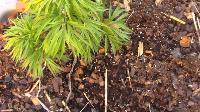 Пион тонколистный или марьин корень.... смотреть онлайн