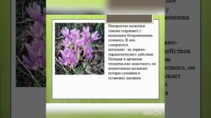 «Ядовитые растения и грибы»