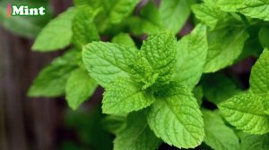 Mosquitoes Go Away!!! 7 Best Plants That Repel Mosquitoes Naturally - Better Home & Garden