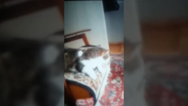 Магазинные корма-яд для вашей кошки☺