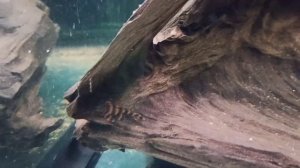 Мои Номерные Сомы