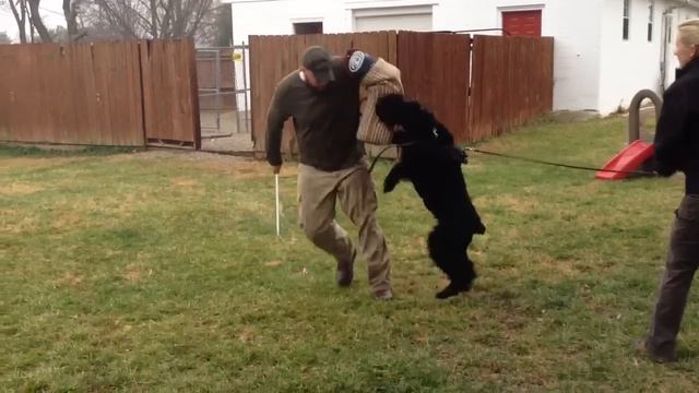 Giant Schnauzer Duke Personal Protection Obedience Trained Home Guardian For Sale