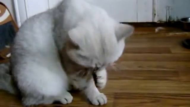 кот умывается смотреть онлайн