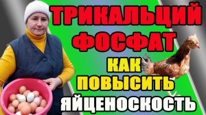 Трикальцийфосфат - как повысить яйценоскость и иммунитет кур.