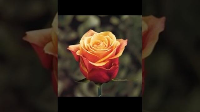 Роза России цветы оптом смотреть онлайн