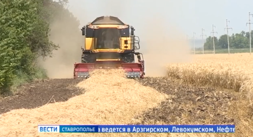 На Ставрополье набирает обороты уборка зерновых