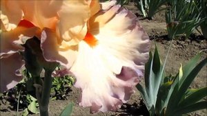 Перизиан Даун  Ирис высокий бородатый