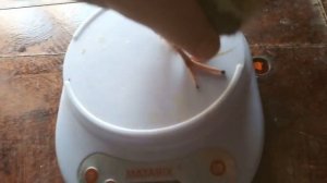 Перепелам 2 недели . Перепелки от рождения до яйца.