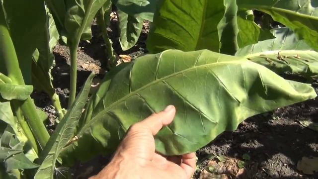 Признаки зрелости табачного листа смотреть онлайн