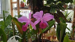 Cattleya trianae, праздник посередине зимы