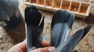 Режем хвост бойным голубям