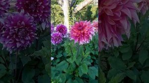 Георгин Penhill Dark Monarch. Георгин Пенхилл Дарк Монарх. Крупноцветковые георгины