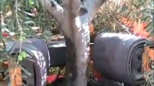 как собирают оливки