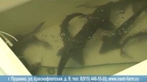 Осетровая ферма "Пушкино - Рыба"