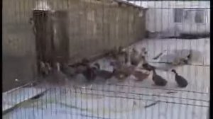 Зимнее содержание уток