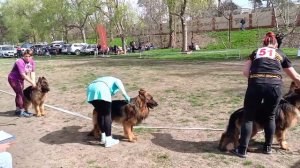 Рабочие кобели дш