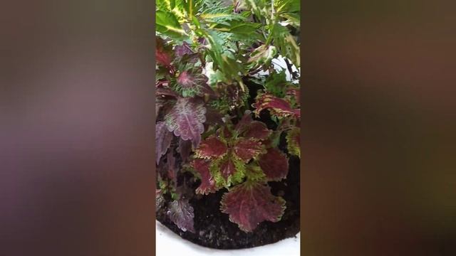 Колеусы на балконе смотреть онлайн