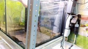 Prodibio AquaShrimp Powder Soil - запуск аквариума/креветочника с помощью бактерий BacterKit Soil
