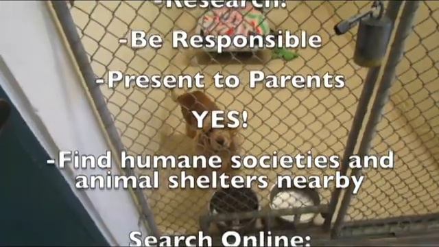 Convincing Your Parents to Get a Pet смотреть онлайн