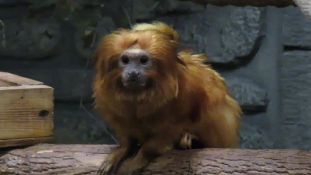 У золотистых львиных тамаринов родился малыш 28.09.2019 смотреть онлайн