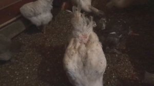 ЛУЧШАЯ ПОДСТИЛКА ДЛЯ УТОК и КУР ((ВЫХОД НАЙДЕН!!!УРА!!!))
