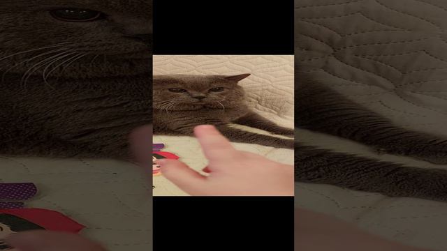 Наш котик Агат