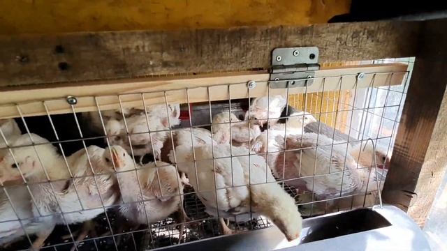 Утро 84/41/23-е. Начинаем давать фуразолидон от поноса у бройлеров. Выращивание бройлеров росс 708. смотреть онлайн