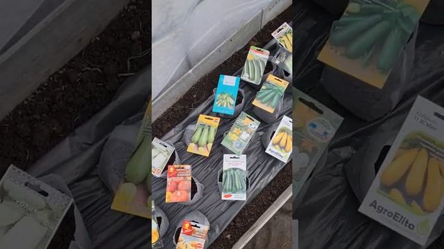 Сею ТЫКВЫ кабачки АРБУЗЫ дыни #рассада #дачники #огородники #теплица #тыквы #кабачки смотреть онлайн