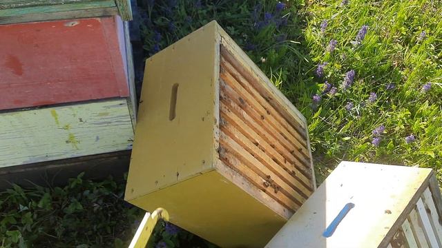 Отбираем первый мед 2022 года. смотреть онлайн