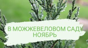 В МОЖЖЕВЕЛОВОМ САДУ НОЯБРЬ?