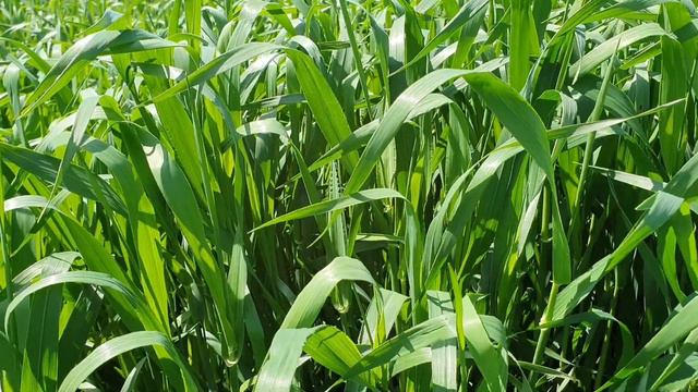 Канадский ячмень двуручка Элдон, озимый посев смотреть онлайн