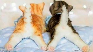 ? Любимые хвостики! ? / Приколы с котами и собаками 2022 #10