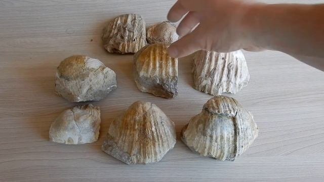 Находки окаменелостей в заброшенном карьере, большие брахиоподы