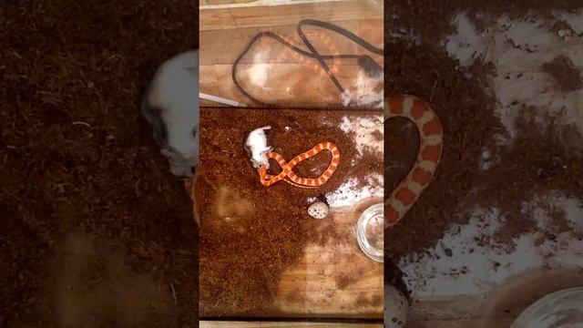 Джунгарский хомяк не влез в полоза))) смотреть онлайн