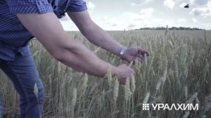 Опыт внедрения системы питания по технологии Группы «Уралхим» на пшенице