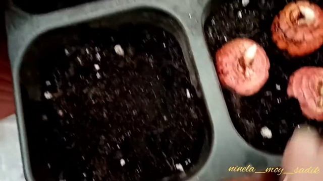 Проращиваем #гладиолусы со 'Светофора'. смотреть онлайн