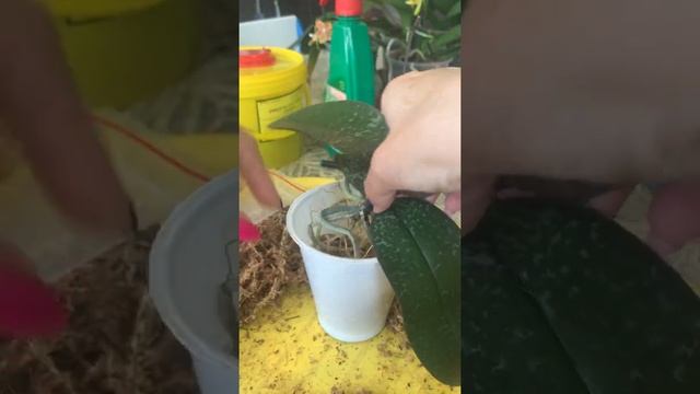 Вытаскиваю орхидею из мха