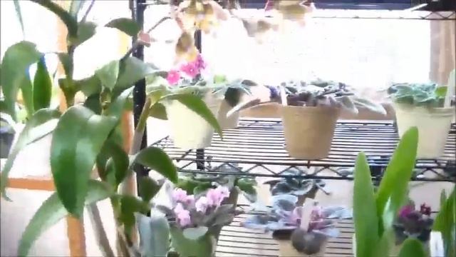 13-05-06 Dendrobium Fulum Kalapana-UL смотреть онлайн