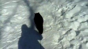 Прогулка с котом на поводке-рулетке ?